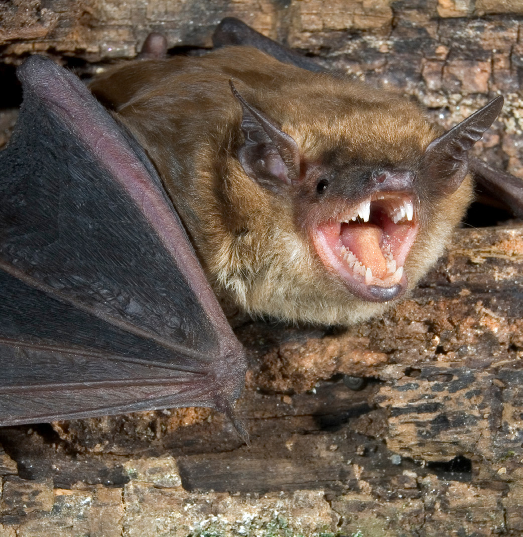 Bat with its mouth open