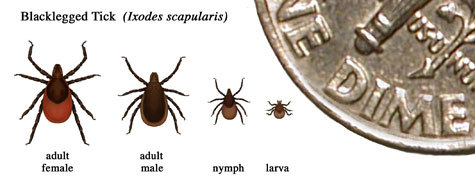 Blacklegged Tick (Ixodes scapularis sizes)