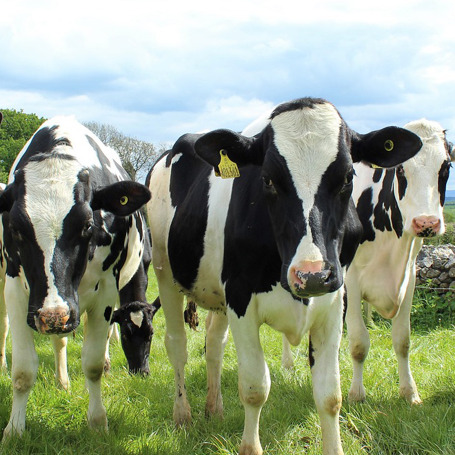 A herd of cows in a field