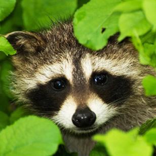 A raccoon 