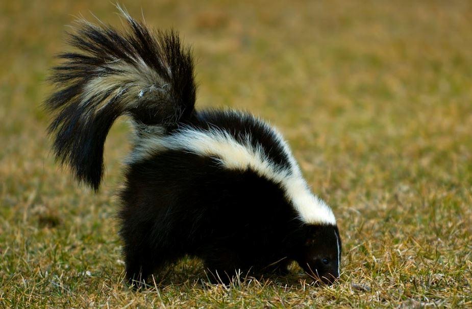 Skunk