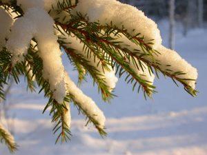 Snow on pine tree branches